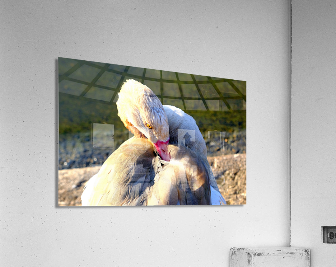 Evil Eye Swan Acrylic Print