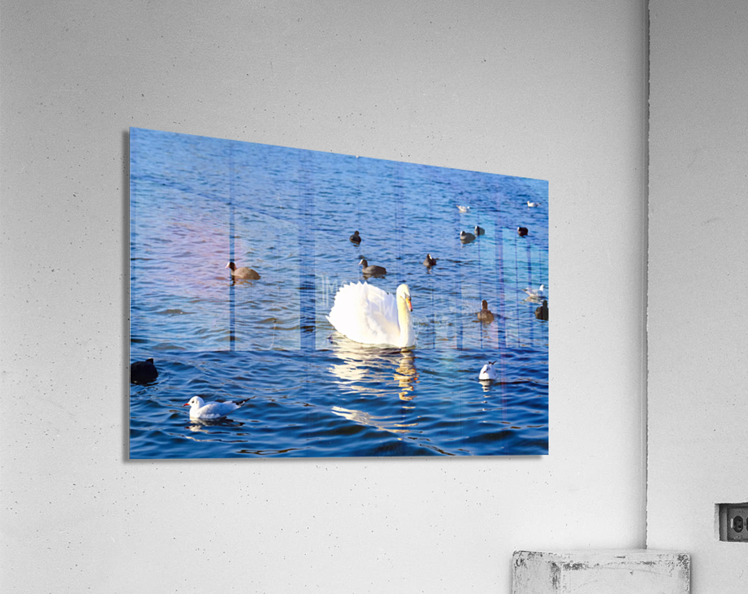 Grace in the Blue: A Swan Among Friends Acrylic Print