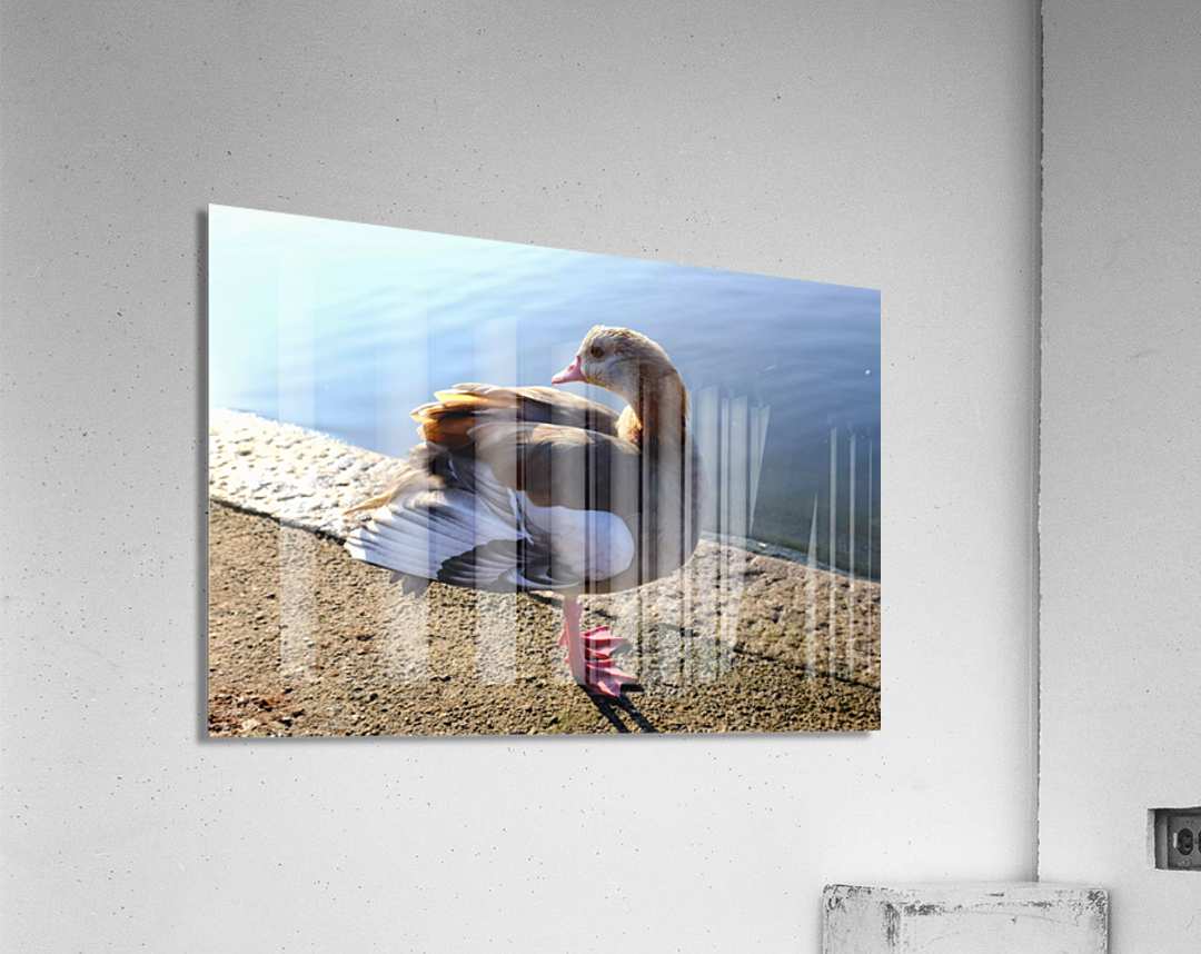 Graceful Pause Acrylic Print