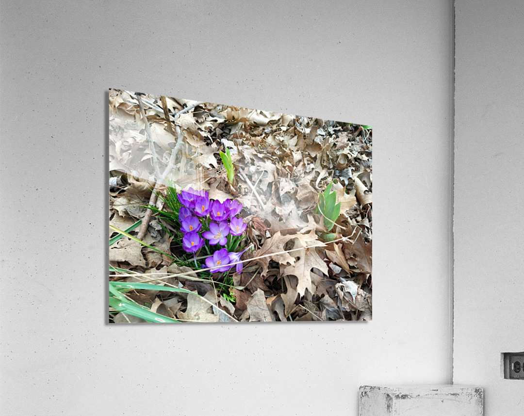 Spring Emerges Acrylic Print