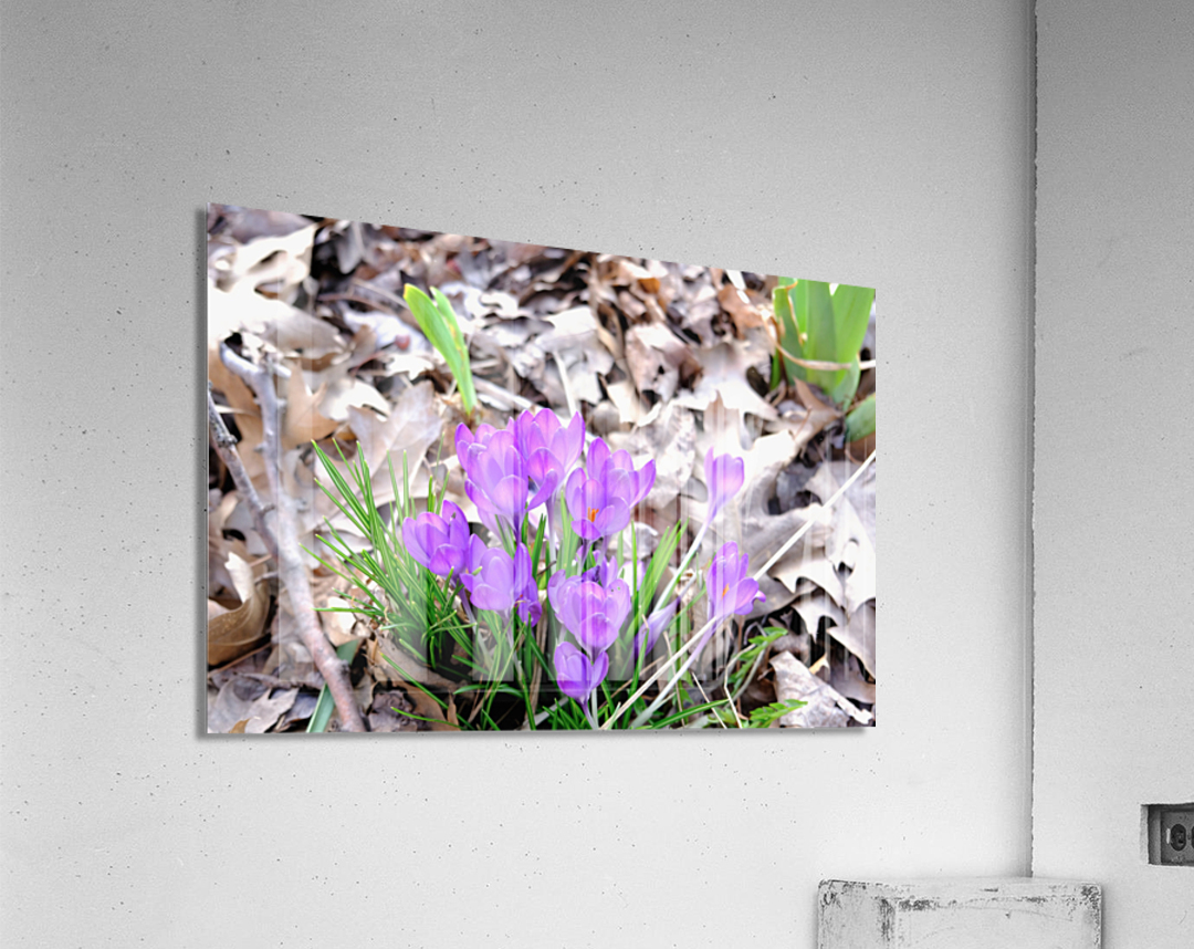 Spring’s Prelude Acrylic Print