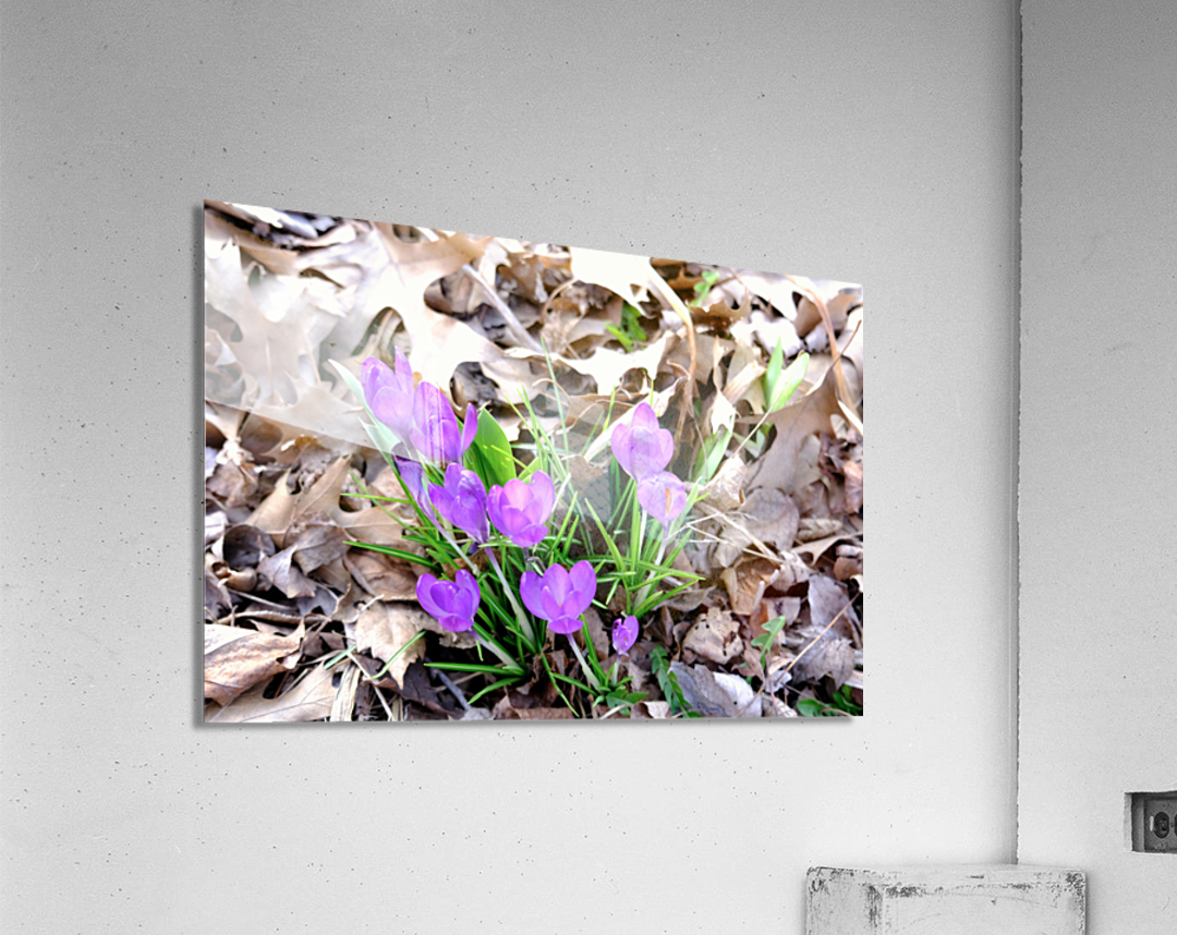 Spring Awakening Acrylic Print