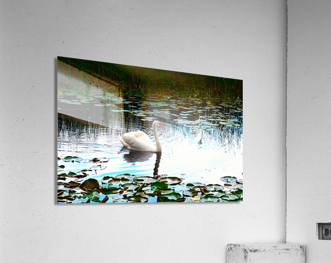 Silent Glide Acrylic Print