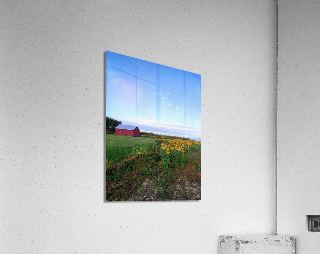 Golden Silence Acrylic Print