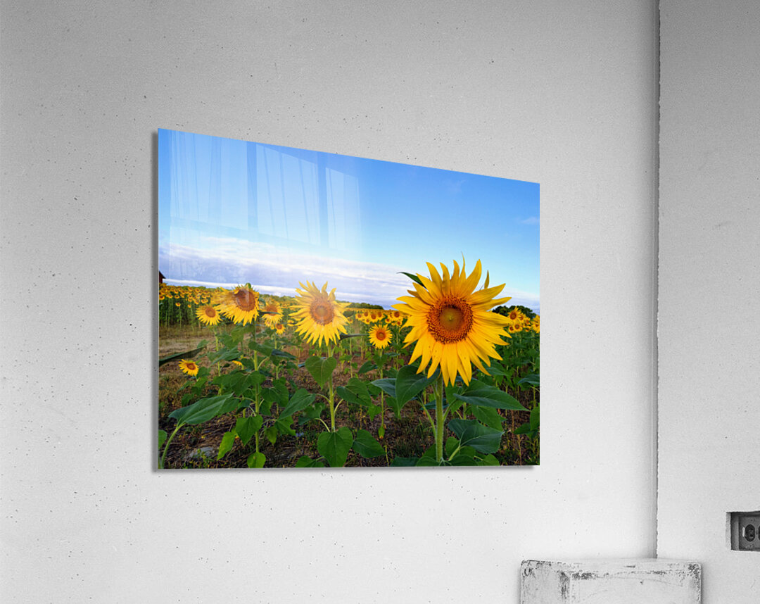 A Golden Gaze Acrylic Print