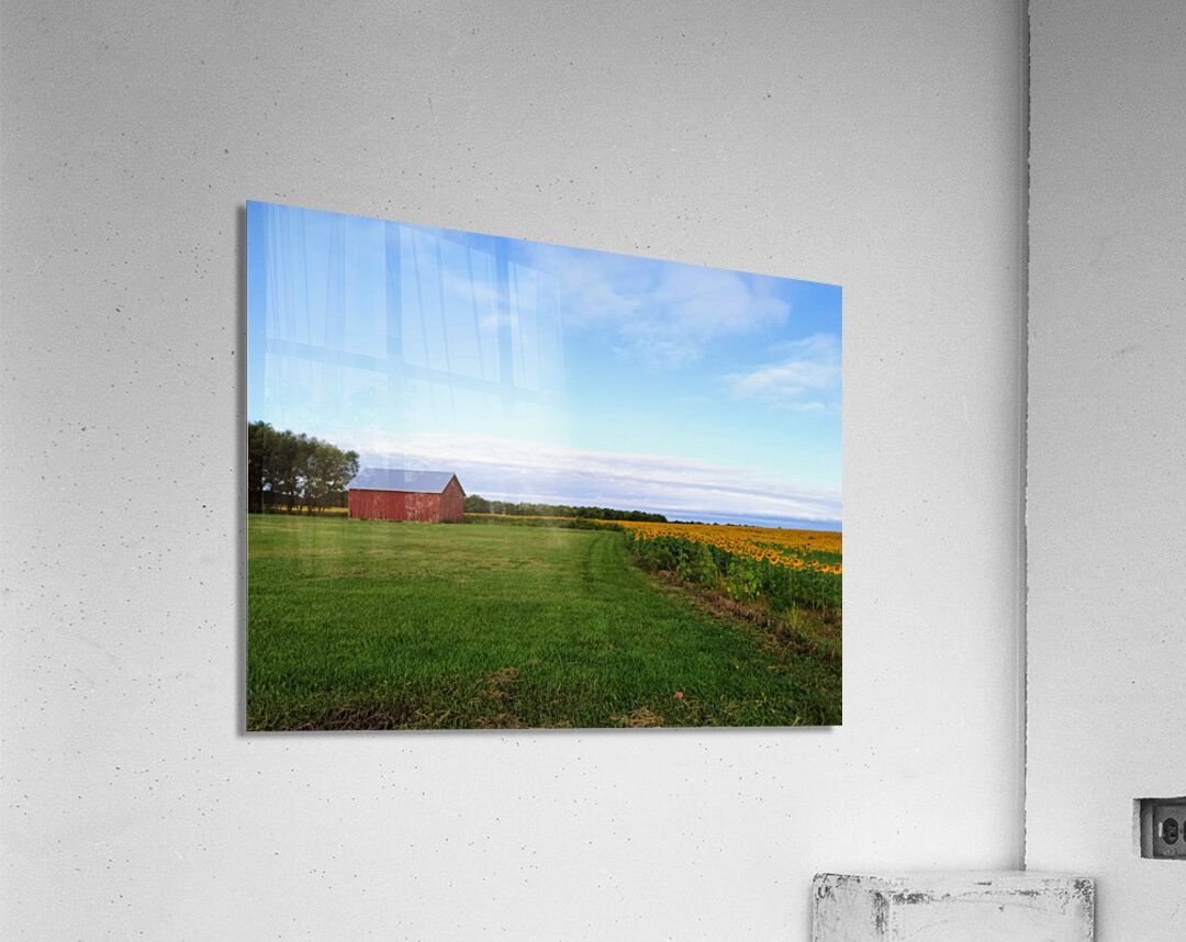 Raising Sunshine Sunflower Farm Acrylic Print