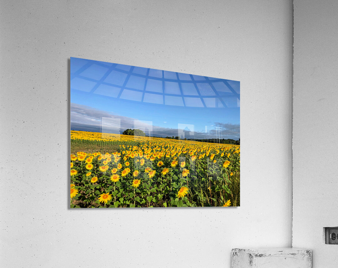 A Sea of Golden Dreams Acrylic Print