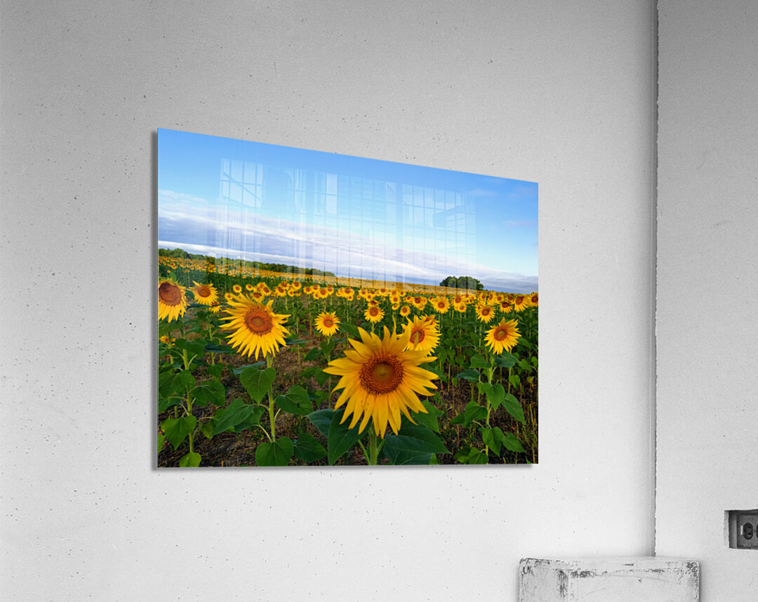The Heart of Summer  Acrylic Print