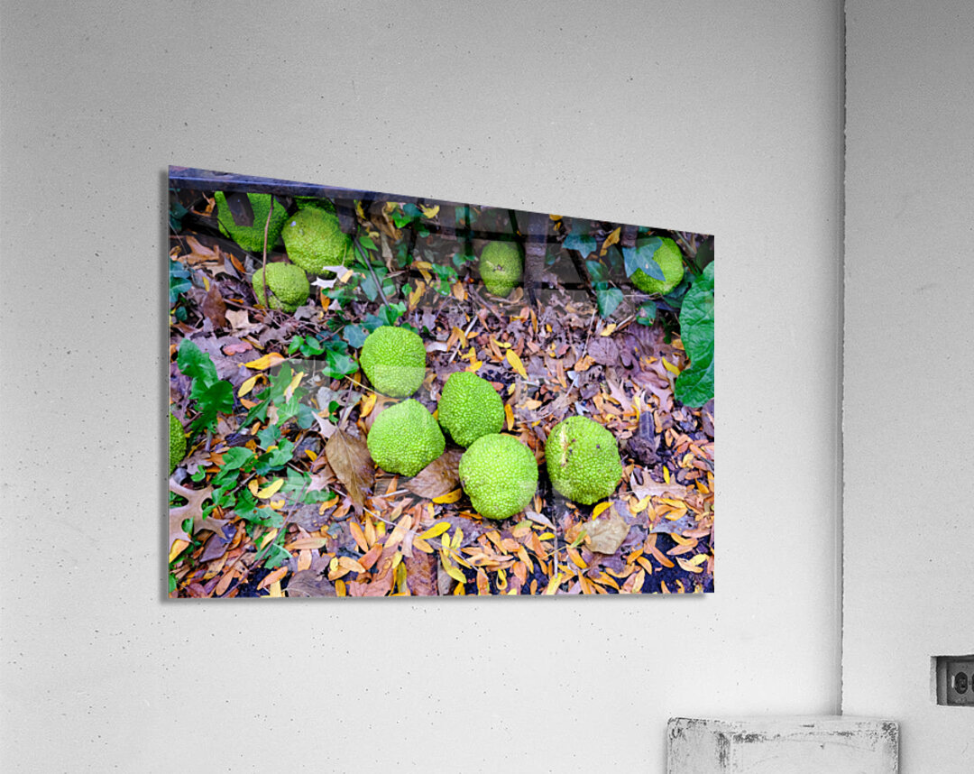 Osage in Autumn Impression acrylique