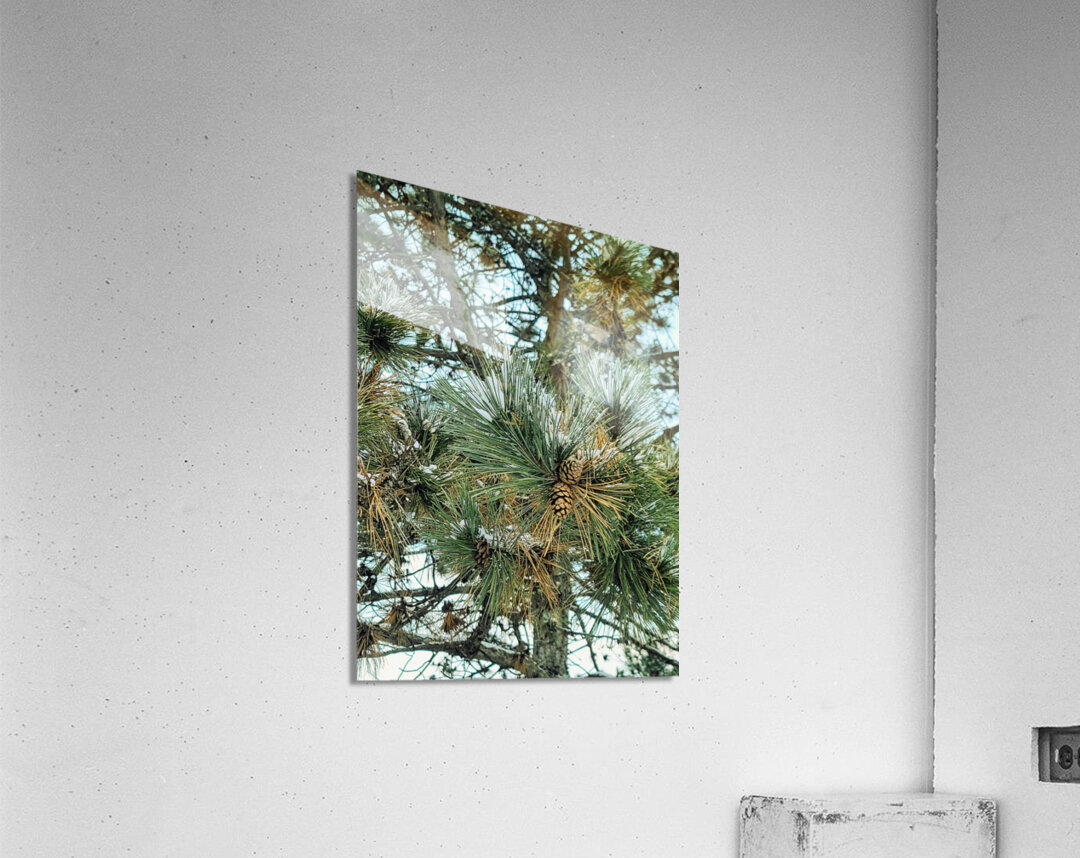 Winter Pinescape Acrylic Print
