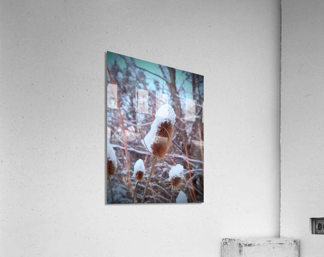 Frozen Lollipop Thistle Acrylic Print