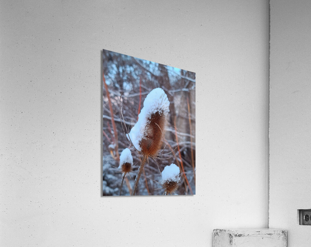 Thorny Lollipop Winter Thistle  Acrylic Print