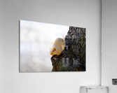 A Blonde Squirrel Moment  Acrylic Print