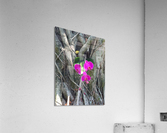 Natural Orchid 1B  Acrylic Print