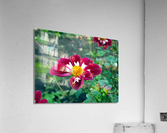 Crimson Bloom Boom    Acrylic Print