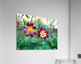 Flower Bloom 5  Acrylic Print