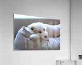 Not Pouting Pooch  Acrylic Print