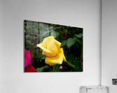 Yellow Rose  Acrylic Print