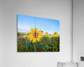 Sunflower Field of Sunshine 2B  Acrylic Print