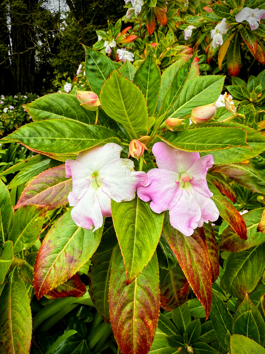 Impression de cadre personnalisé