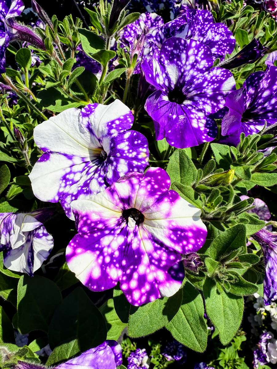 Impression de cadre personnalisé