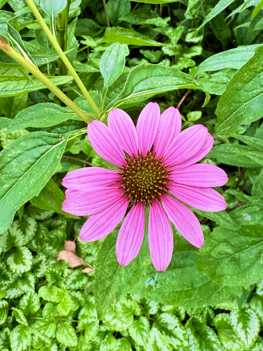 Impression de cadre personnalisé