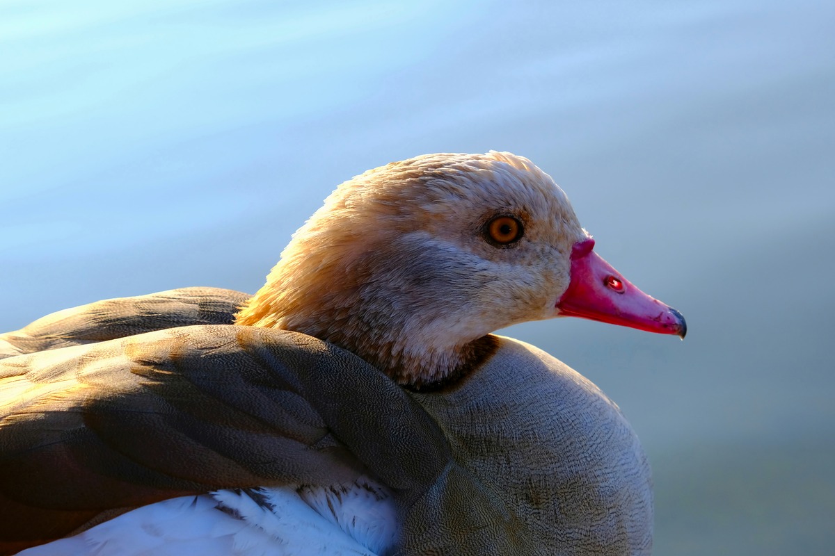Impression de cadre personnalisé