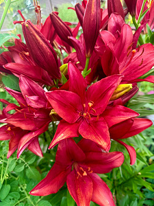 The Gathering of Fire Blooms