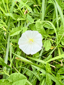 One Wild Bloom : Bindweed Focus