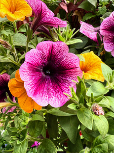 Whispers in Bloom – Petunia Poetry