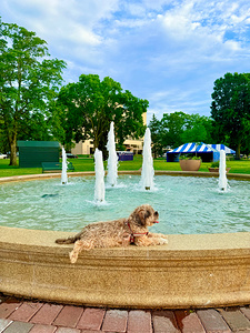 Lazy Days by the Fountain