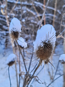 Snow Covered Prick  Winter Thistle