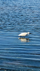 The Silent Hunt: A Lone Heron in Blue