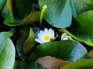 Shy Blossom in Green Embrace