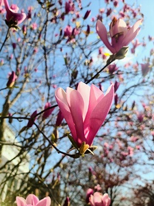 Spring Sun Worshipping Magnolia