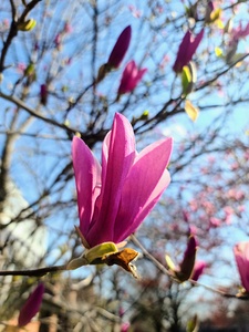 Magnolia Spring Bloom with Buds