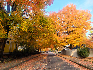 Fall Over the Road: Whispers of Fall