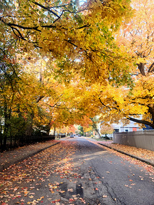 Fall Over the Road: Amber Dreams on Autumn Drive