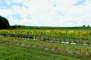 The Silent Pulse of Cultivation