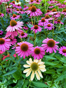 The Garden Collective