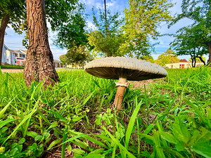 The Lone Umbrella of Morning Light