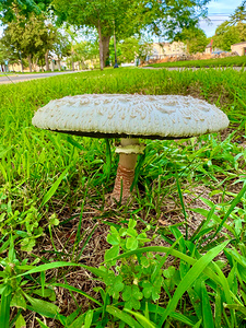 Crowned by the Earth