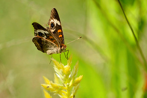 Buckeye Butterfly: Stillness Between Wingbeats