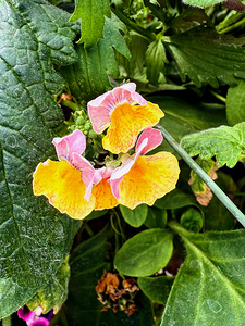 Pocketful of Sunshine