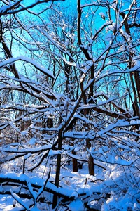 Frozen Limbs 3B
