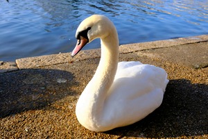 Swan Poses 1B