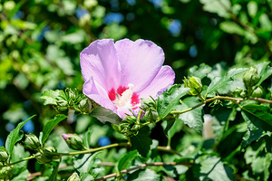 A Hibiscus Glimpse into Nature’s Heartbeat