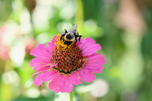 Tiny Architect of the Bloomworld