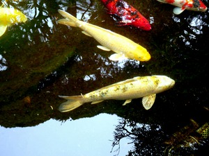 Some Very Coy Koi 2
