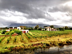 Vineyard in South Africa